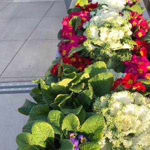 Meet your Posher, Taylor